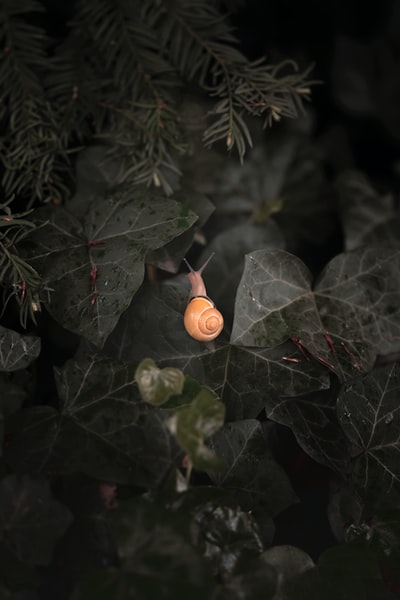 Green leaves brown round fruit
